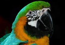Papagaj